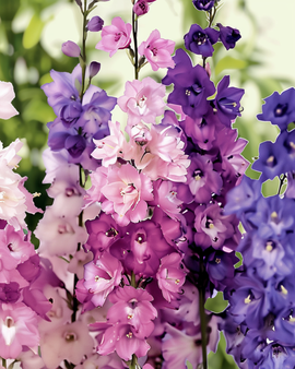 Ridderspoor Imperial zaden biologisch Delphinium Consolida eenjarige bloemenmix