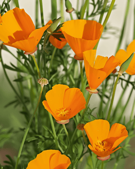 Eschscholzia aurantiaca zaden biologisch eenjarig Eschscholzia Californica Aurantiaca gele bloemen