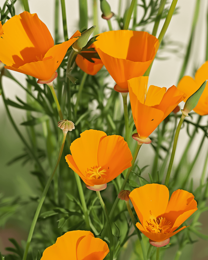 Aurantiaca Yellow zaden (Eschscholzia californica) – biologisch eenjarig bloemenzaad
