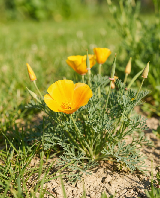 Aurantiaca Yellow (Eschscholzia californica) – biologische eenjarige bloemenzaden van SeedsChoice