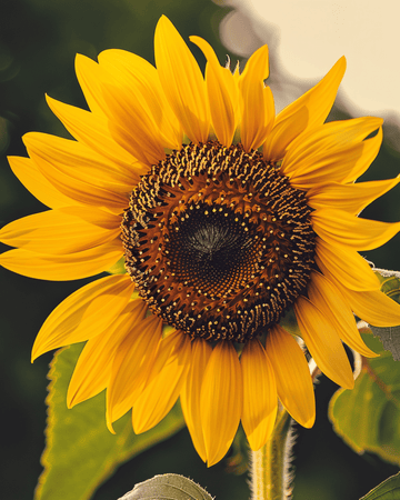 Zonnebloem Single Giant zaden (Helianthus annuus) – biologische eenjarige bloem