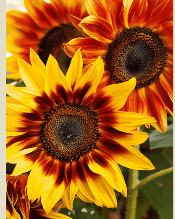 Zonnebloem Compact Spray zaden (Helianthus annuus) – biologische eenjarige bloem