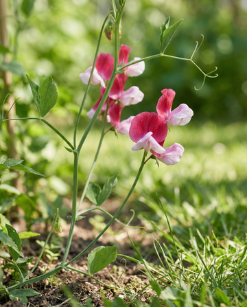 Lathyrus Painted Lady (Lathyrus odoratus) – biologische eenjarige bloemenzaden van SeedsChoice