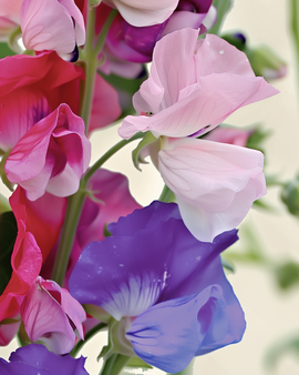 Pronkerwtzaden biologisch Spencer gemengd Lathyrus Odoratus eenjarig