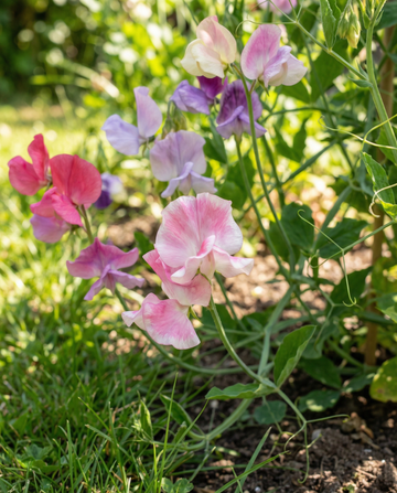 Sweet Pea Spencer Mixed (Lathyrus odoratus) – biologische eenjarige bloemenzaden van SeedsChoice