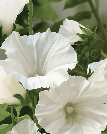 Malva Mont Blanc zaden (Lavatera trimestris) – biologische eenjarige bloem