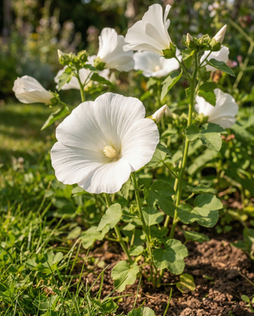 Malva Mont Blanc (Lavatera trimestris) – biologische eenjarige bloemenzaden van SeedsChoice