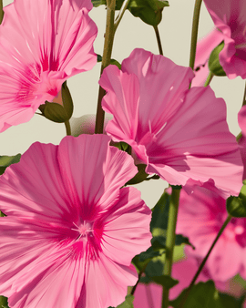 Malvazaden biologisch Lavatera Trimestris eenjarige bloemen roserode mix