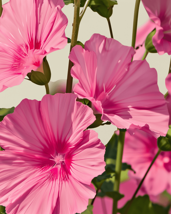 Malva Rose Red Mix zaden (Lavatera trimestris) – biologische eenjarige bloem