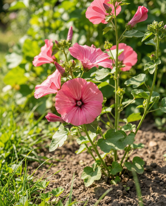 Malva Rose Red Mix (Lavatera trimestris) – biologische eenjarige bloemenzaden van SeedsChoice