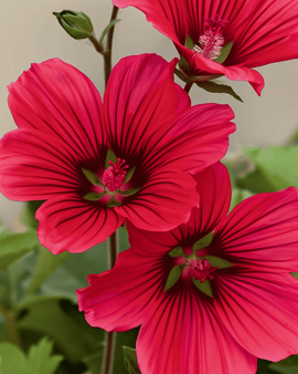 Malope Red Queen-zaden biologisch Malope Trifida eenjarige bloem