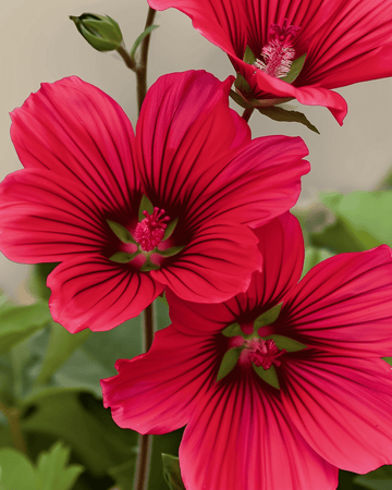 Red Queen zaden (Malope trifida) – biologische eenjarige bloem