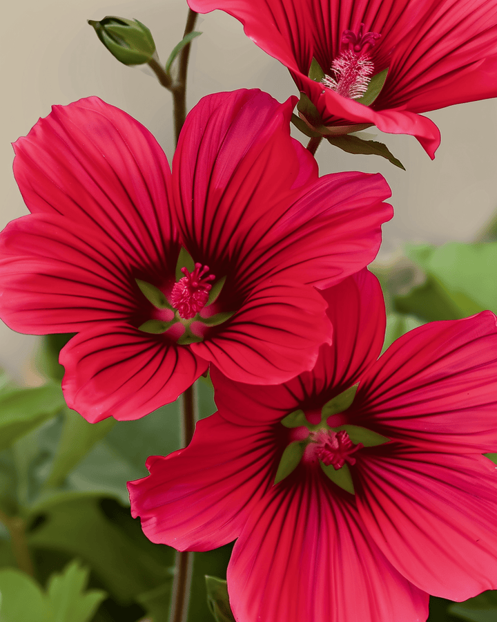 Red Queen zaden (Malope trifida) – biologische eenjarige bloem