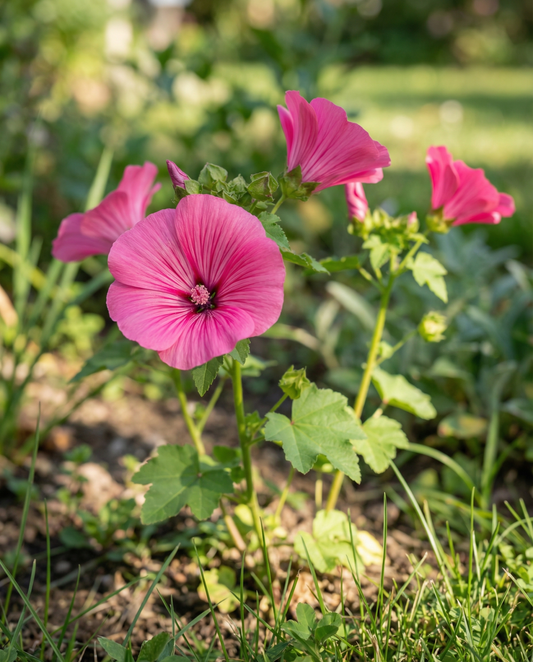 Red Queen (Malope trifida) – biologische eenjarige bloemenzaden van SeedsChoice