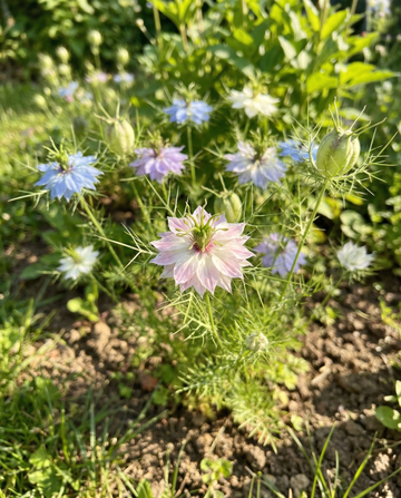 Juffertje-in-het-groen Persian Jewel (Nigella damascena) – biologische eenjarige mixzaden van SeedsChoice