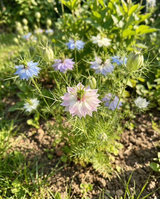 Juffertje-in-het-groen Persian Jewel (Nigella damascena) – biologische eenjarige mixzaden van SeedsChoice