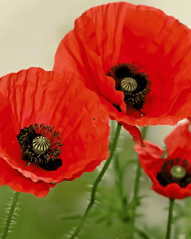 Klaprooszaden biologisch Papaver Rhoeas eenjarige bloem