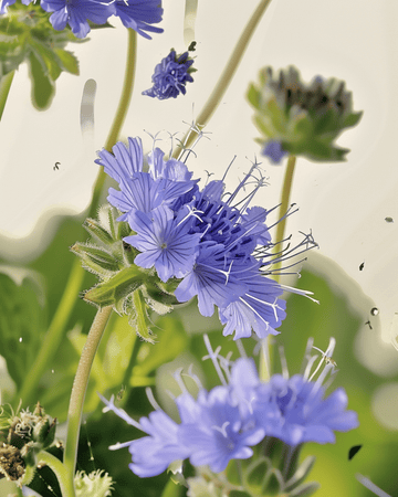 Phacelia zaden biologische Phacelia Tanacetifolia eenjarige bloemen zaden (Phacelia tanacetifolia) – biologische eenjarig…