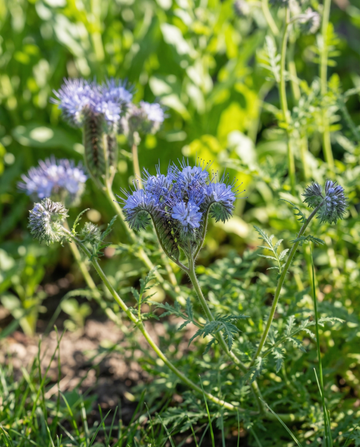 Phacelia zaden biologische Phacelia Tanacetifolia eenjarige bloemen (Phacelia tanacetifolia) – biologische eenjarige blo…