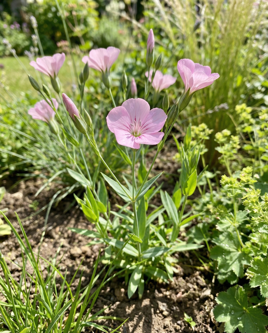 Koekruid Pink Beauty (Saponaria vaccaria) – biologische eenjarige kruidenzaden van SeedsChoice