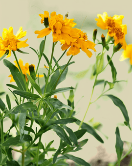 Mexicaanse dragonzaden Tagetes Lucida biologisch eenjarige bloem