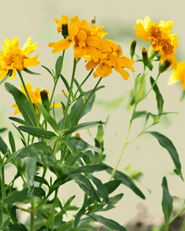 Mexicaanse dragon zaden (Tagetes lucida) – biologische eenjarige bloem