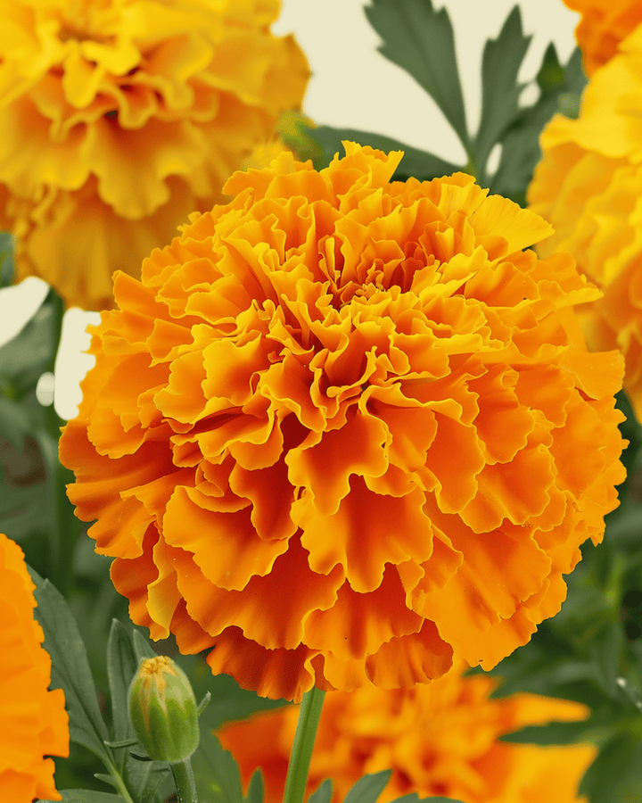 African Marigold Sunset Giants Mixed zaden (Tagetes erecta) – biologische eenjarige bloem