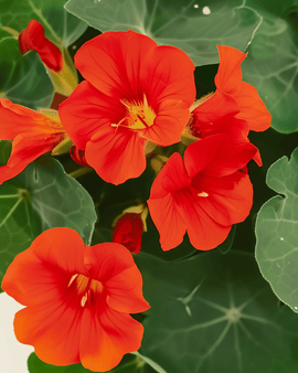 Oost-Indische kers Empress Of India zaden biologisch Tropaeolum Majus eenjarig