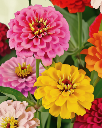 Dahlia Flowered Mix zaden (Zinnia elegans) – biologische eenjarige bloemen