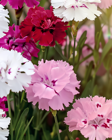 Zaden van duizendschoon (Dianthus barbatus) – biologische tweejarige mix