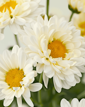 Shasta Daisy May Queen zaden (Chrysanthemum leucanthemum) – biologisch meerjarig