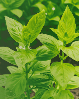 Citroenbasilicum zaden biologisch Ocimum Basilicum eenjarig kruid
