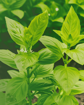 Citroenblaadjesbasilicum zaden (Ocimum basilicum) – biologisch eenjarig kruid