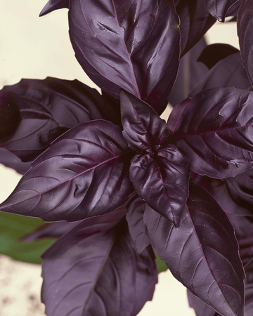 Basilicum Red Rubin zaden (Ocimum basilicum) – biologisch eenjarig kruid