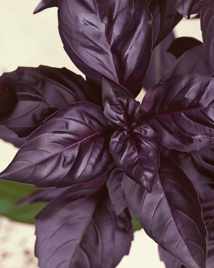 Basilicum Red Rubin zaden (Ocimum basilicum) – biologisch eenjarig kruid
