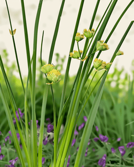 Bieslook zaden biologisch Allium Schoenoprasum vaste plant Prager