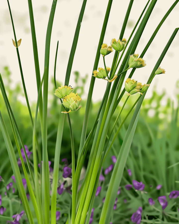 Chives Prager zaden (Allium schoenoprasum) – biologisch meerjarig
