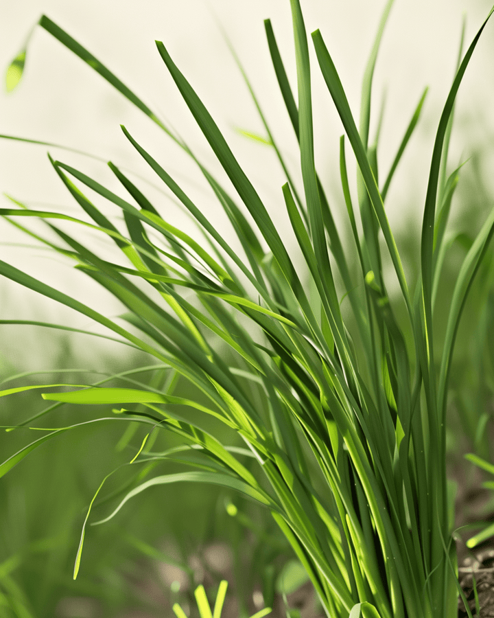 Knoflookbieslook zaden (Allium tuberosum) – biologisch meerjarig kruid
