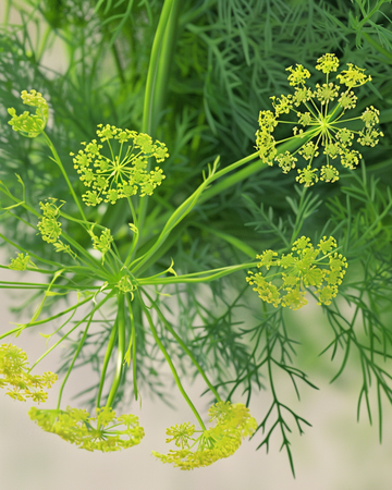 Dille zaden (Anethum graveolens) – biologisch eenjarig kruid