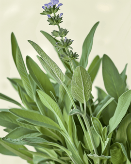 Salie zaden biologisch Salvia Officinalis vaste plant kruid