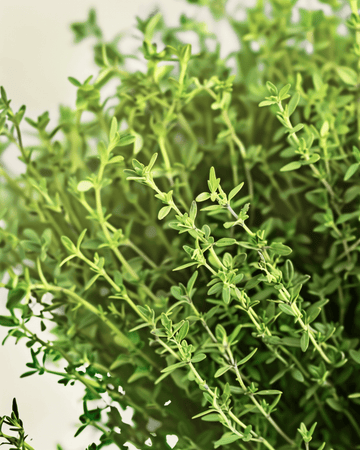 Tijmzaden (Thymus vulgaris) – biologisch meerjarig kruid