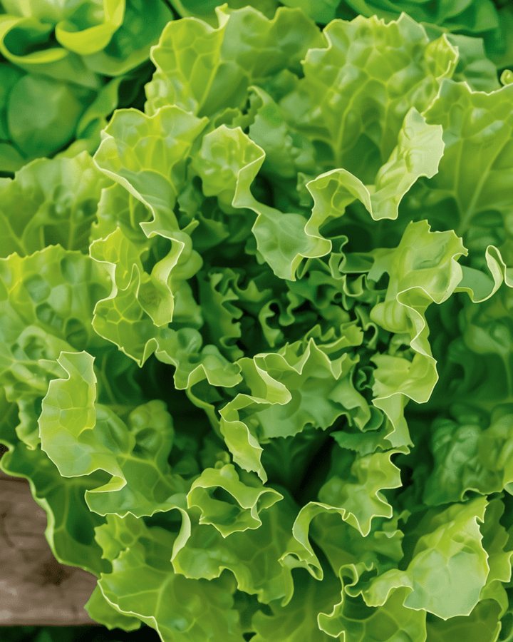 Andijvie Nummer Vijf 2 zaden (Cichorium endivia) – biologische eenjarige groente