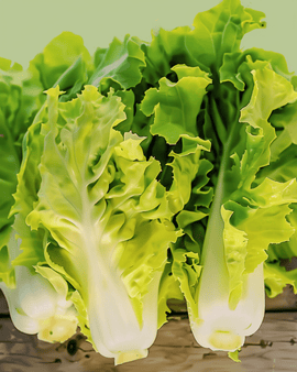 Andijviezaden biologisch Cichorium Endivia eenjarig Blonde Coeur Plein