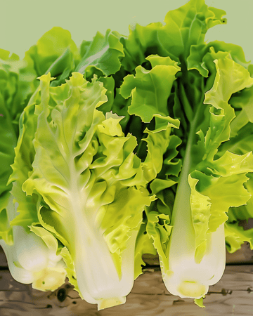 Andijvie Blonde Coeur Plein zaden (Cichorium endivia) – biologische eenjarige groente