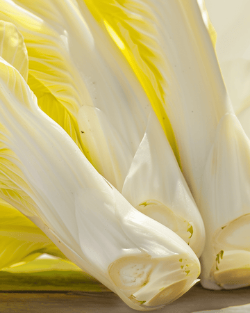 Witlof Brussels zaden (Cichorium intybus) – biologische tweejarige groente