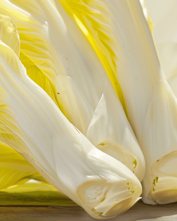 Witlof Brussels zaden (Cichorium intybus) – biologische tweejarige groente