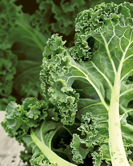 Boerenkoolzaden biologisch Brassica Oleracea eenjarig Westland Autumn