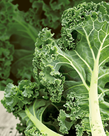 Boerenkool Westland Autumn zaden (Brassica oleracea) – biologische eenjarige groente