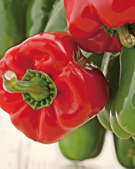 Paprikazaden California Wonder biologisch Capsicum Annuum eenjarig