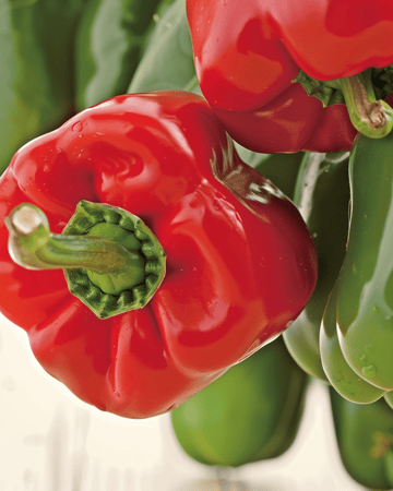 Paprika California Wonder zaden (Capsicum annuum) – biologische eenjarige groente